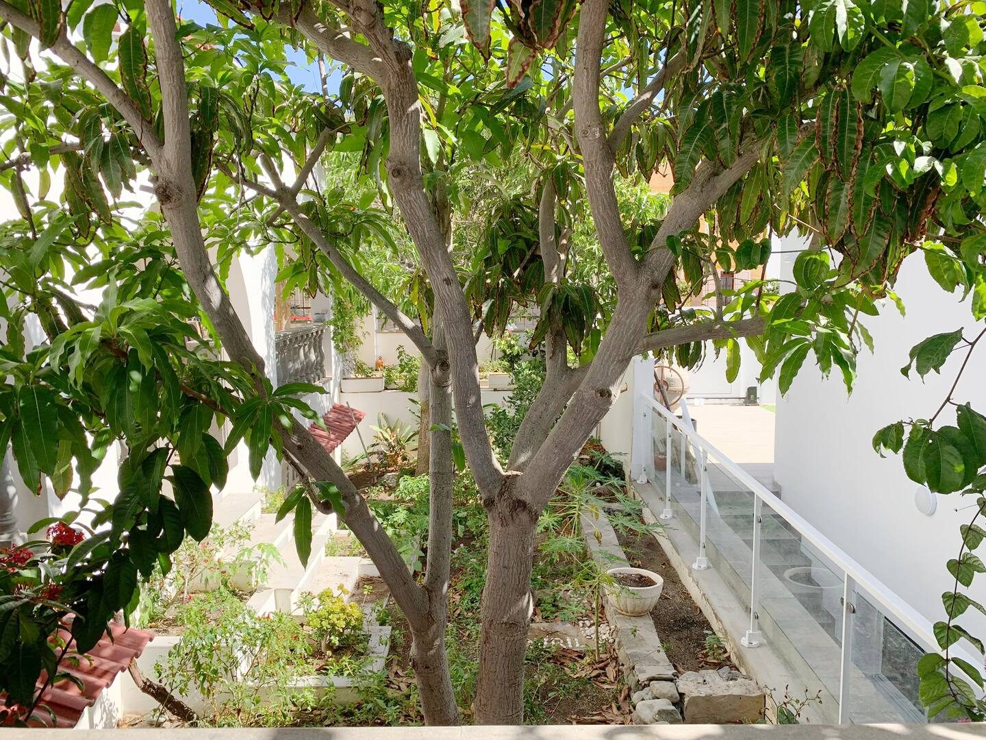 Tropical garden with mango trees at Tropical Sunset House